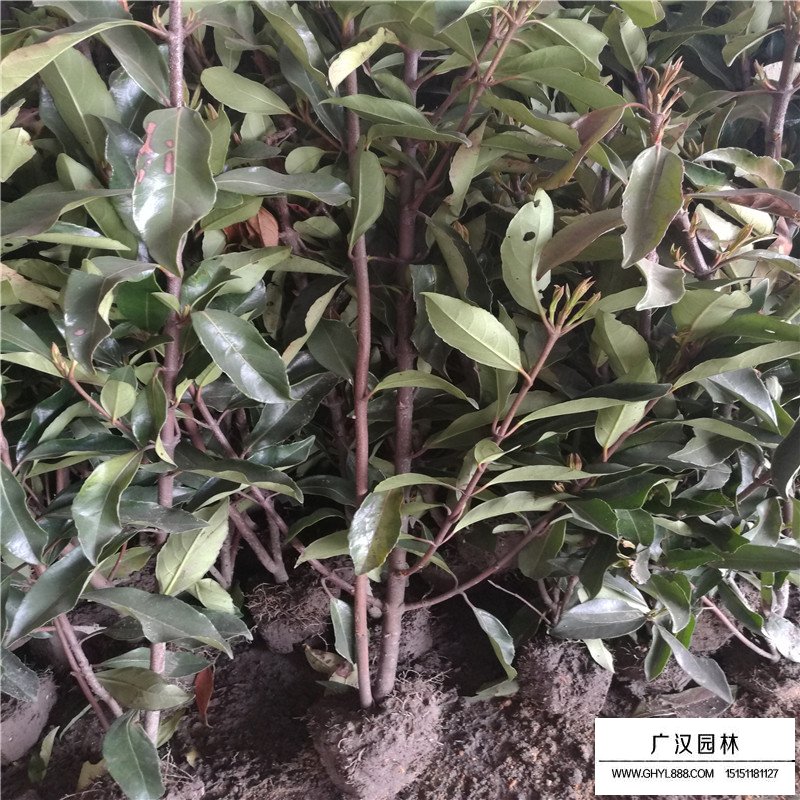 法国冬青种植注意事项(图1)