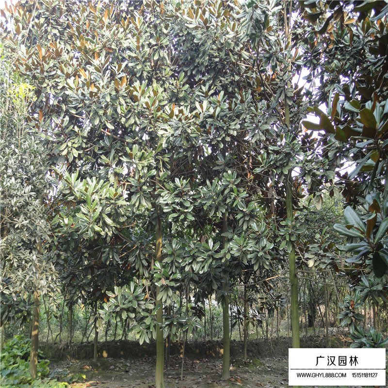 广玉兰