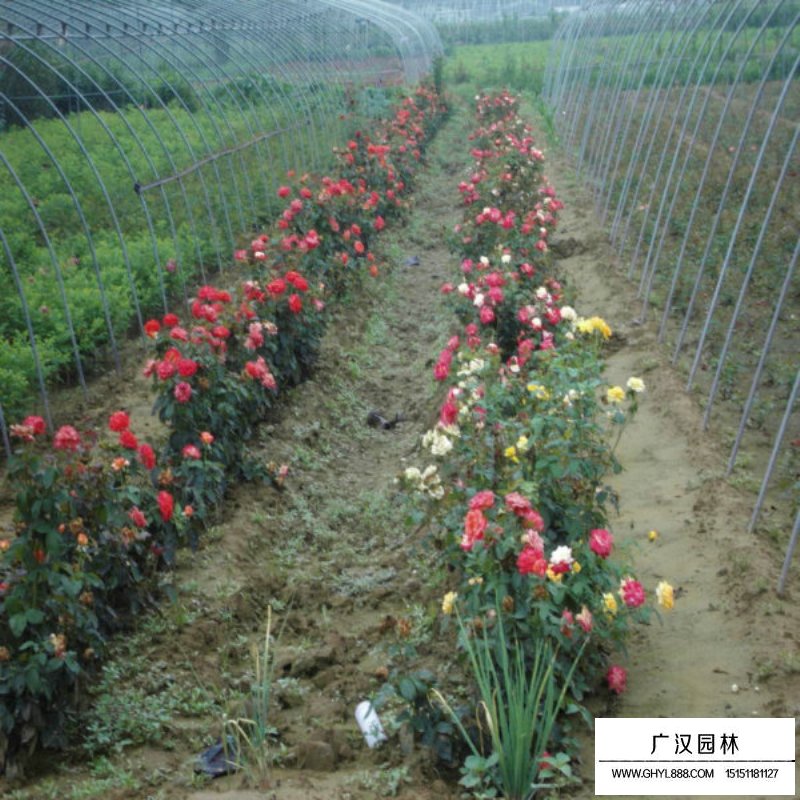 沭阳红帽月季基地