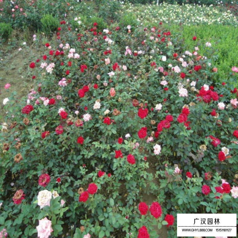 沭阳红帽月季基地