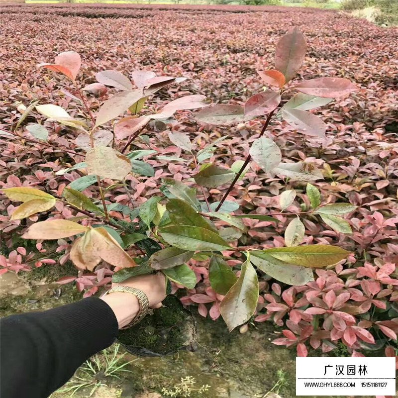 石楠树如何提高种植效率(图1)