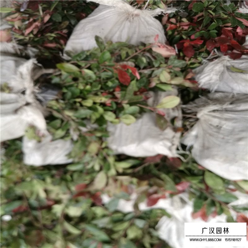 红叶石楠沭阳基地