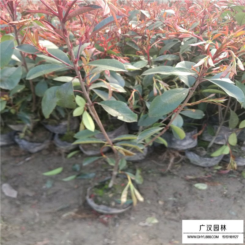 红叶石楠沭阳基地