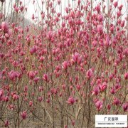 红玉兰
