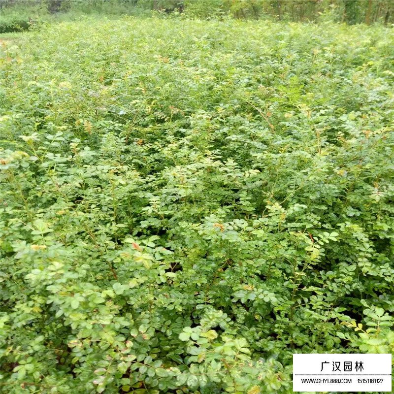 黄刺玫-花灌木类-绿化苗木_苗木批发_沭阳县广汉园林苗木场