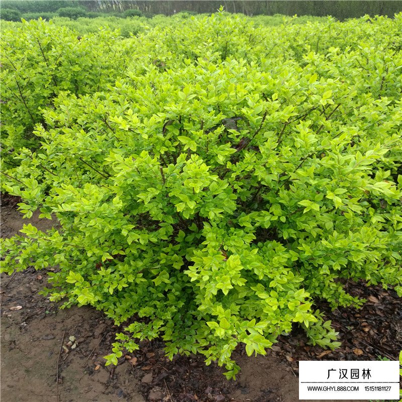 黄叶女贞球(图3)