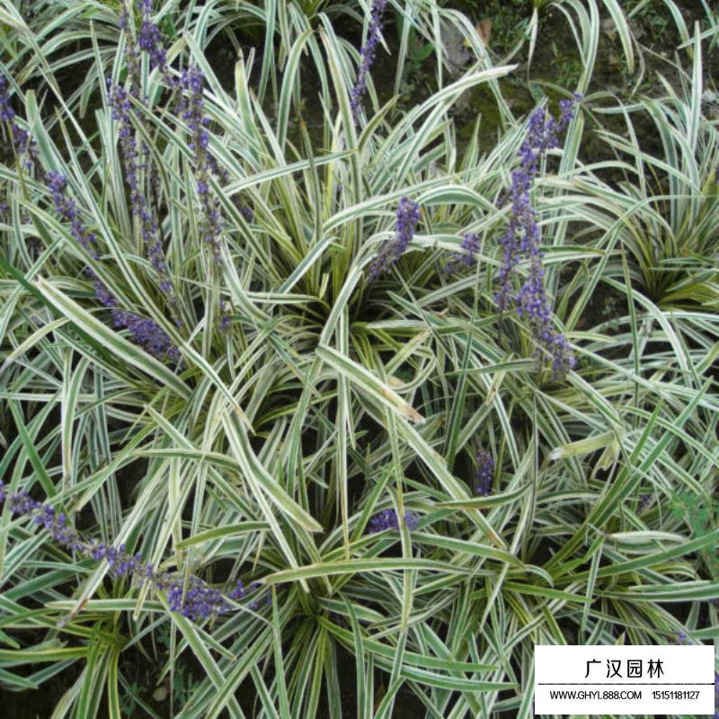 金边麦冬草
