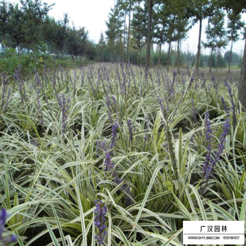 金边麦冬草