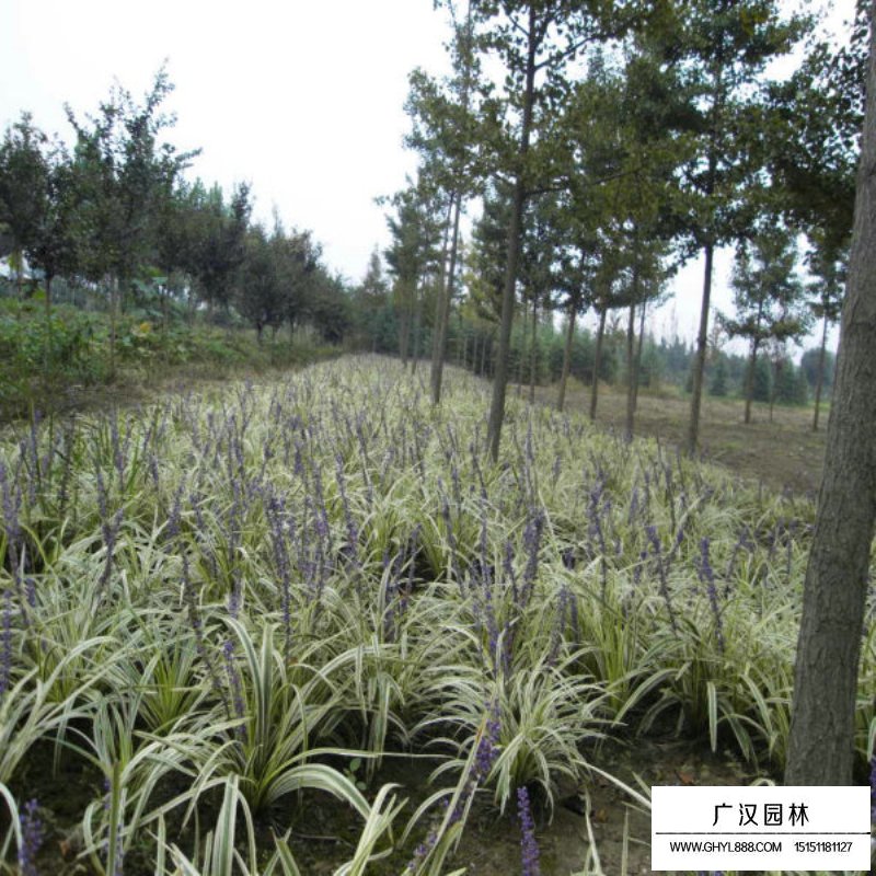 金边麦冬草