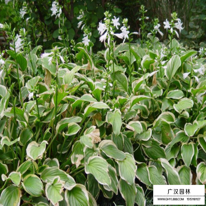 金边玉簪