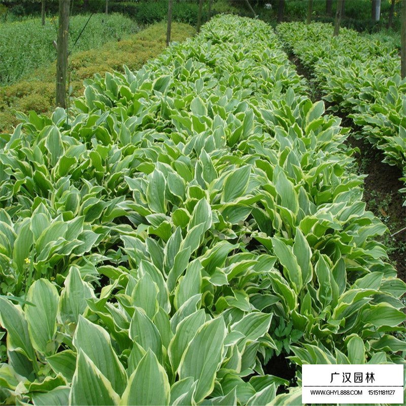 金边玉簪