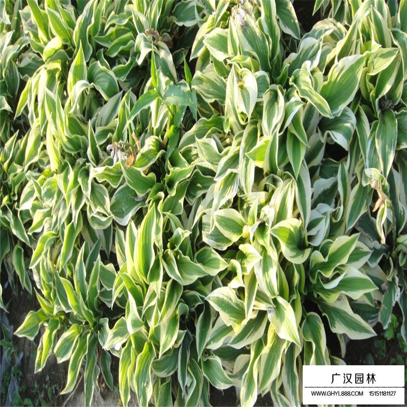 金边玉簪