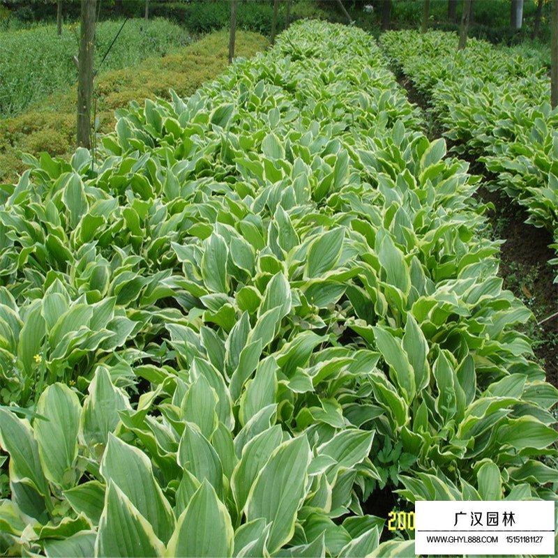 金边玉簪