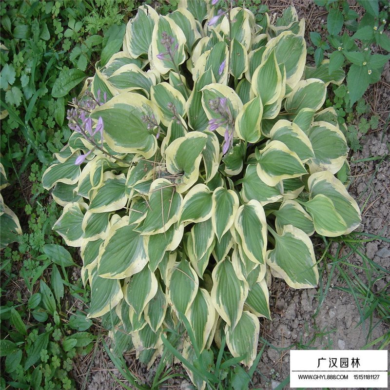 金边玉簪