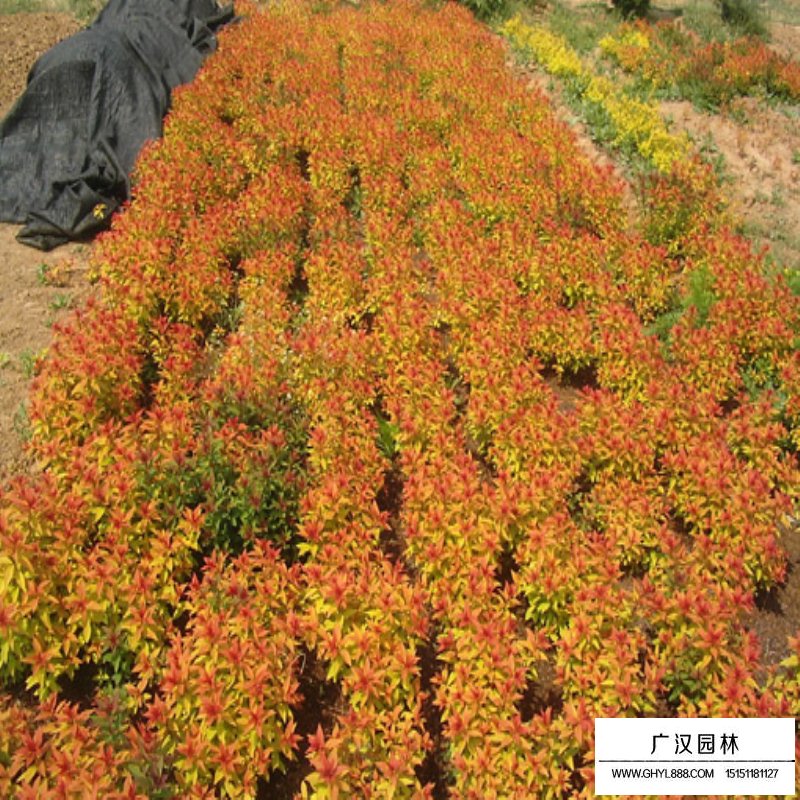 金焰绣线菊(图1)