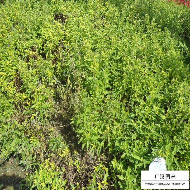金叶莸(图6)