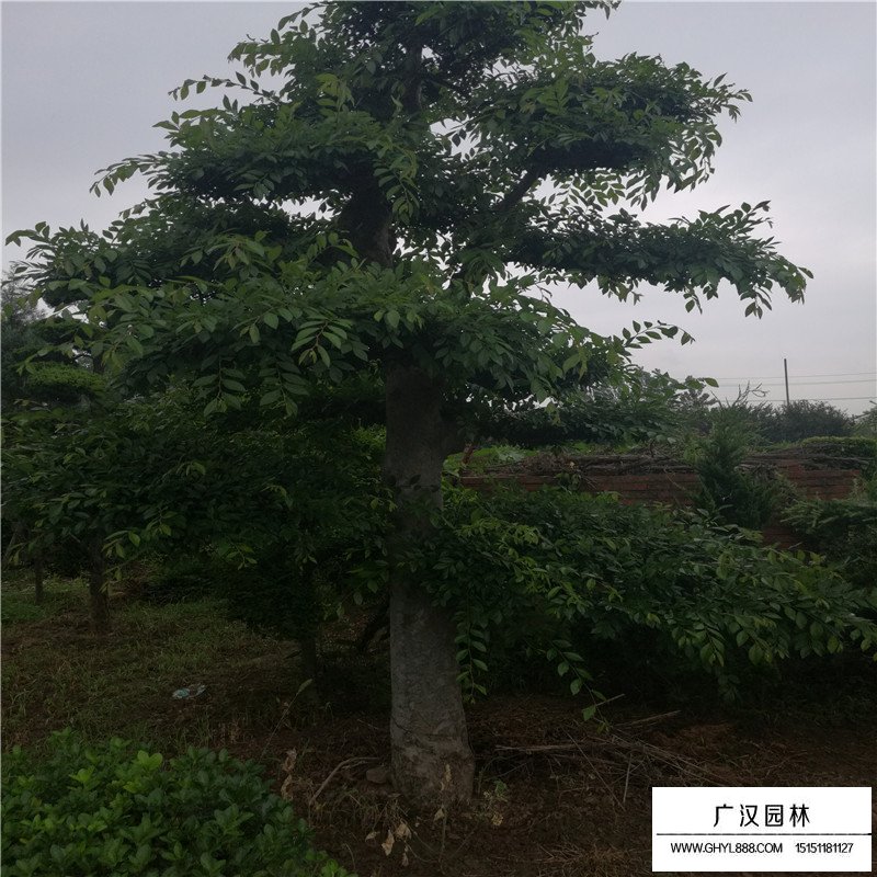 榔榆