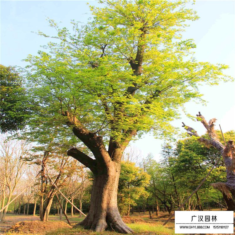 榔榆
