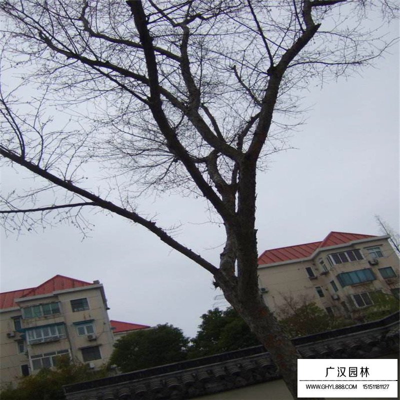 榔榆