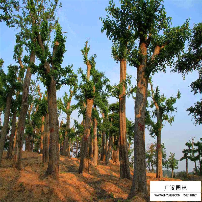 榔榆