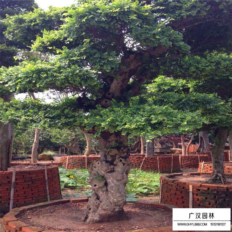 榔榆