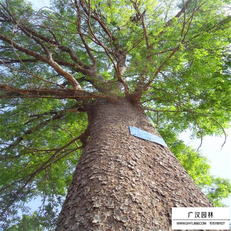 榔榆