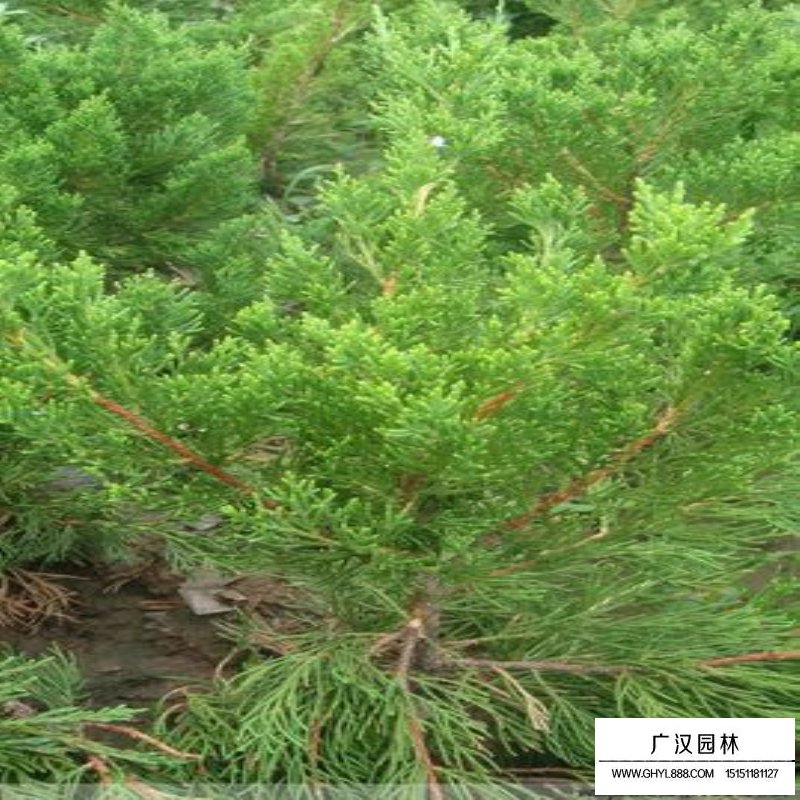 龙柏-松柏长青类-绿化苗木_苗木批发_沭阳县广汉园林苗木场