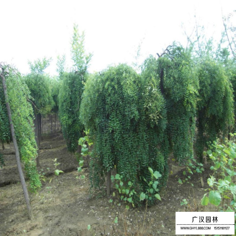 龙爪槐