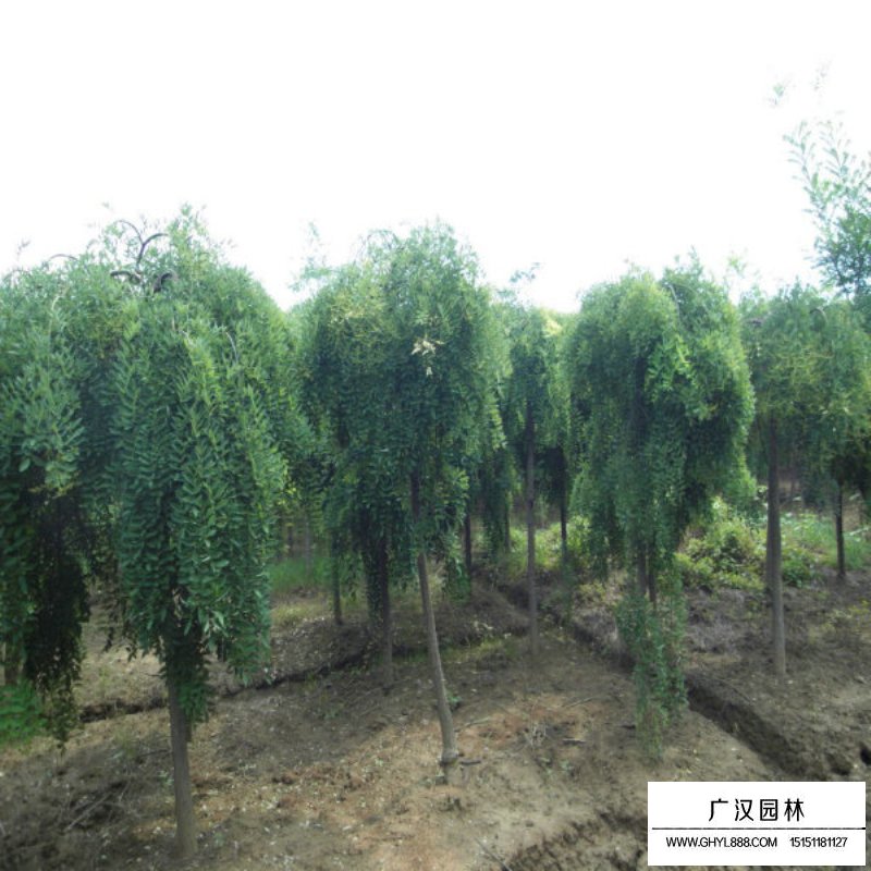 龙爪槐