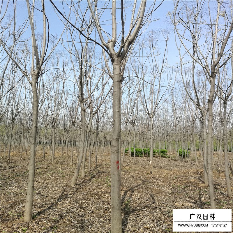 栾树(图6)