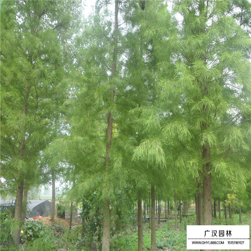 落羽杉