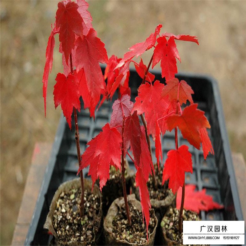 美国红枫基地