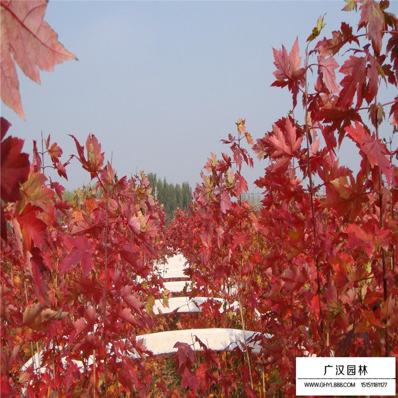 美国红枫基地