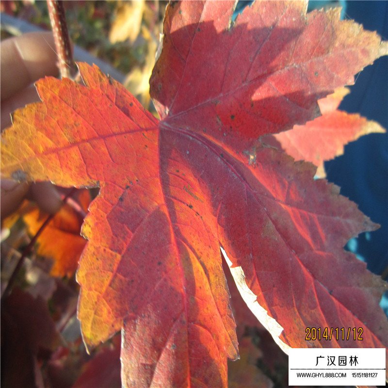 美国红枫基地