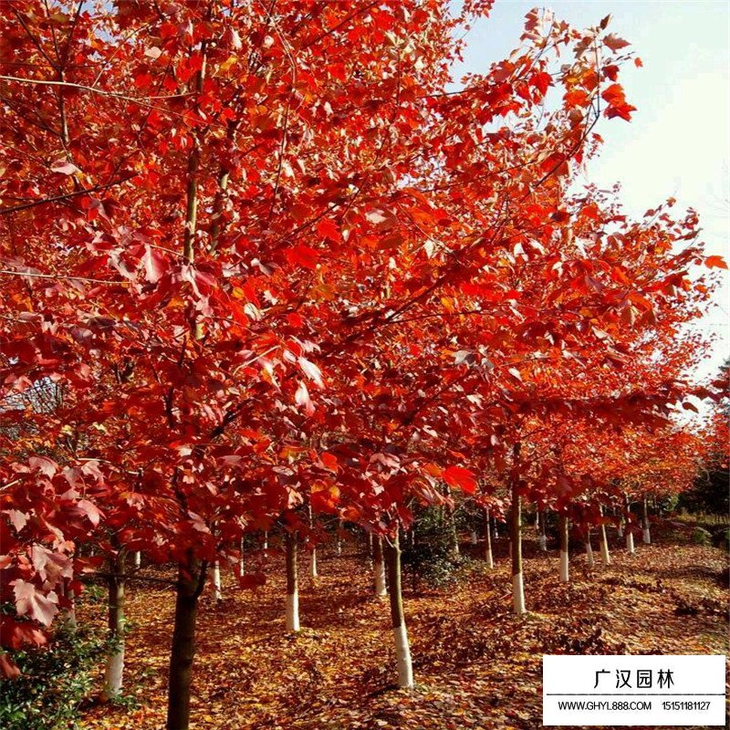 美国红枫基地