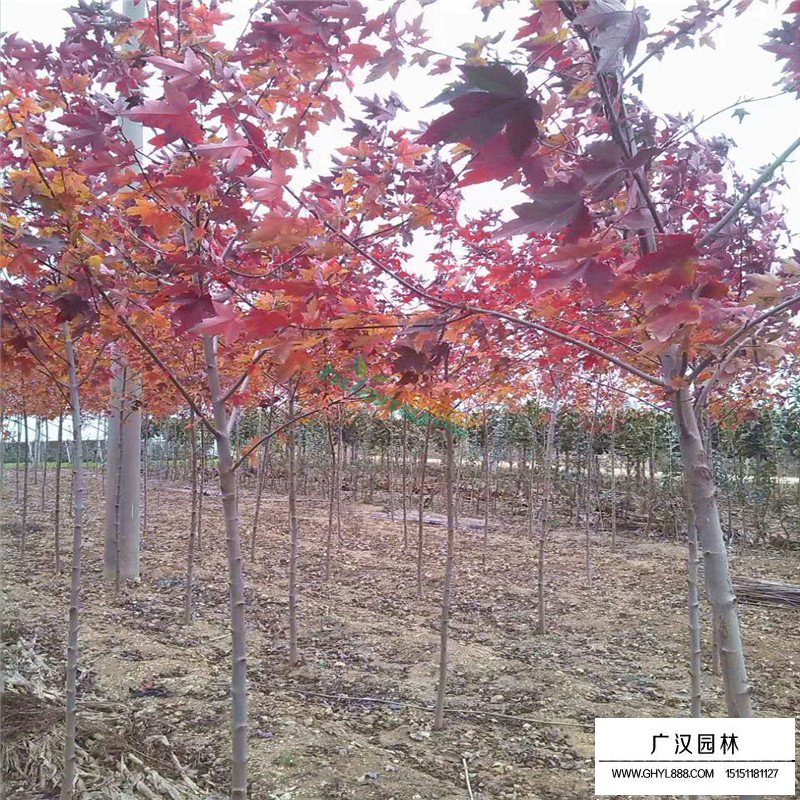 美国红枫基地