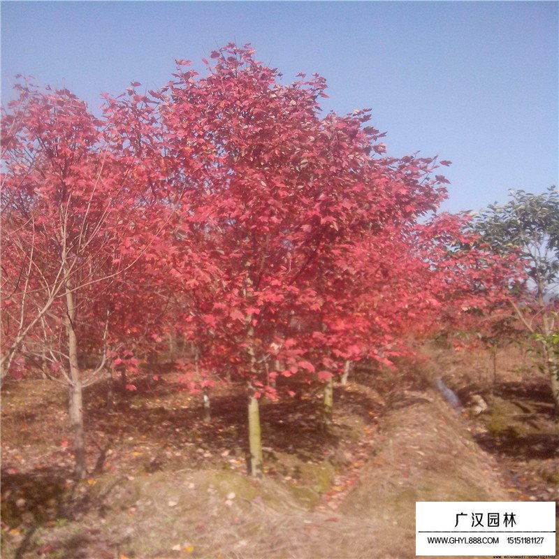 美国红枫基地