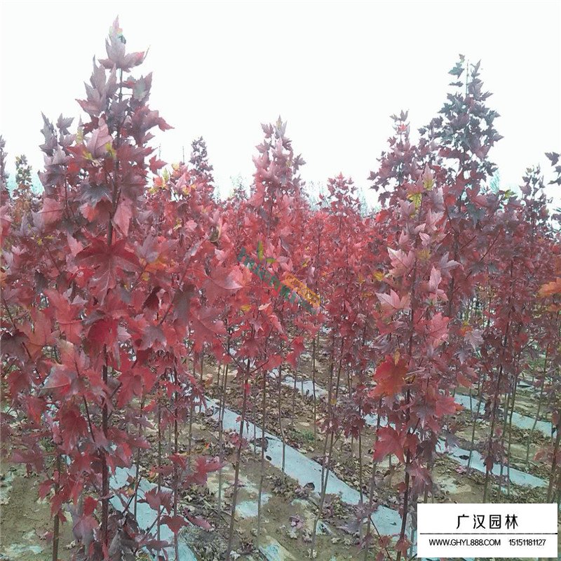 美国红枫基地