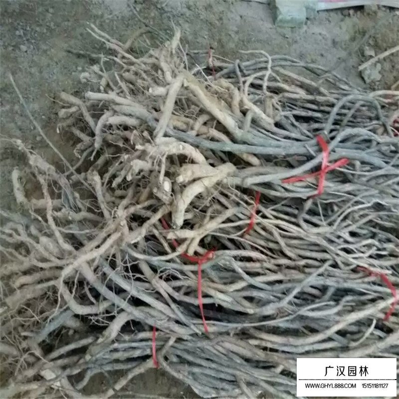 美国凌霄基地