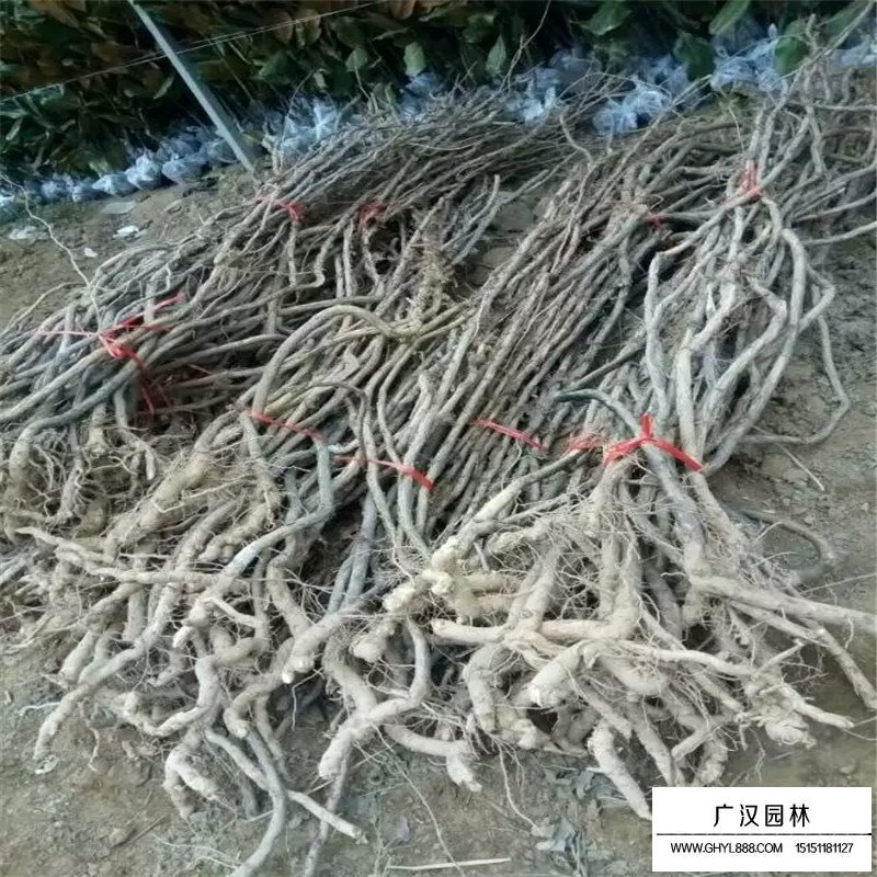 美国凌霄基地