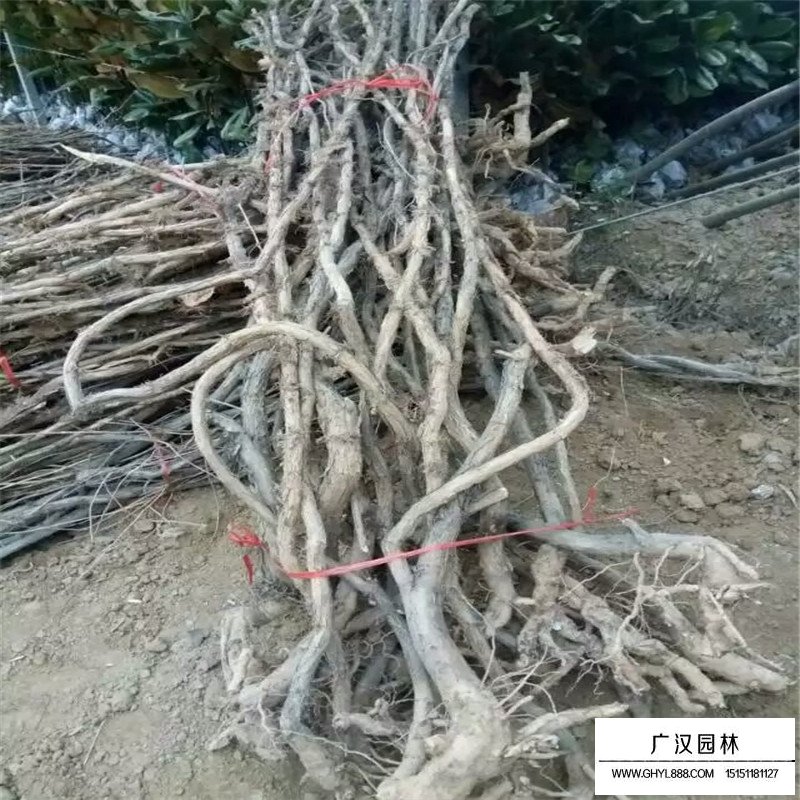 美国凌霄基地