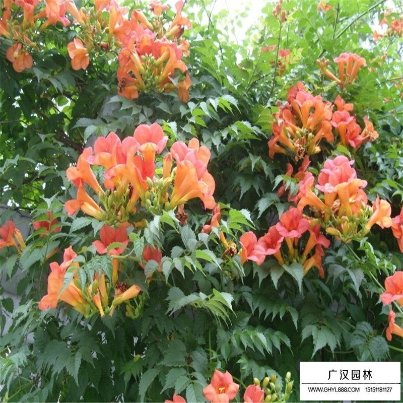 美国凌霄基地