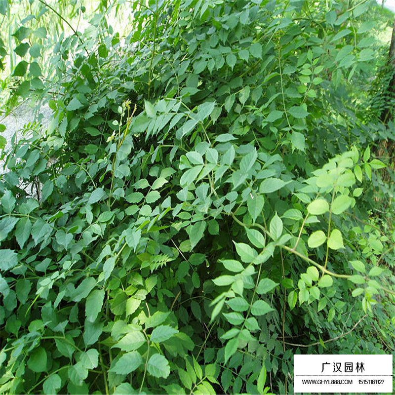 美国凌霄基地