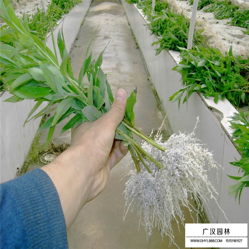 美国竹柳