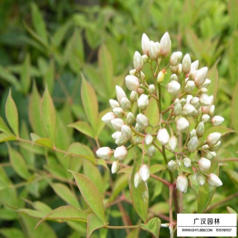 南天竹沭阳基地