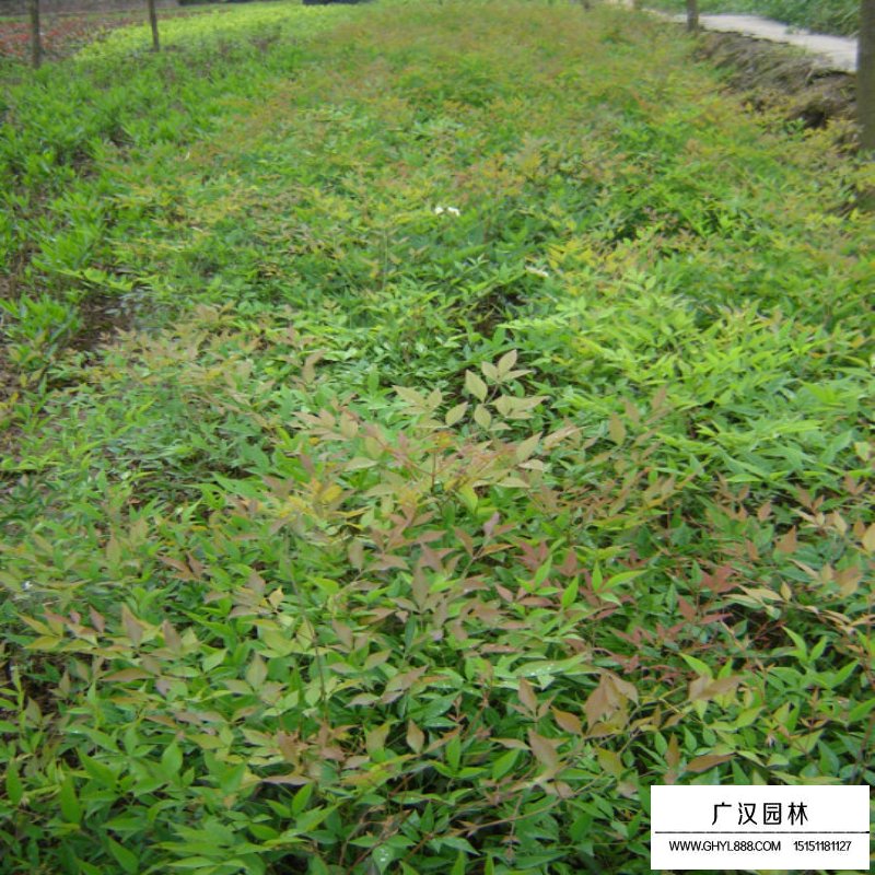 南天竹沭阳基地