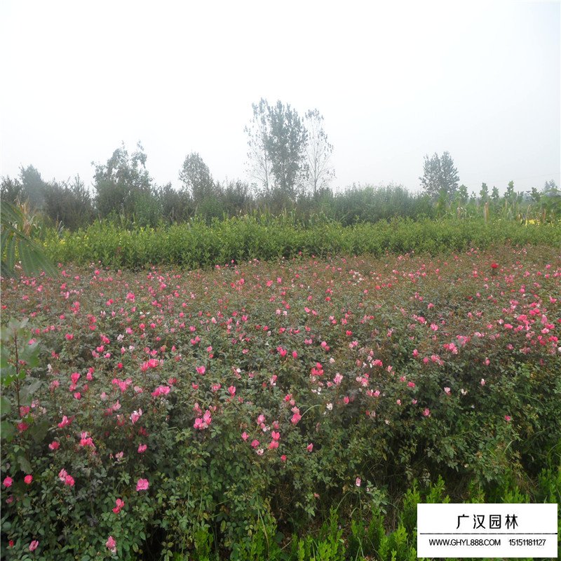 爬墙梅基地