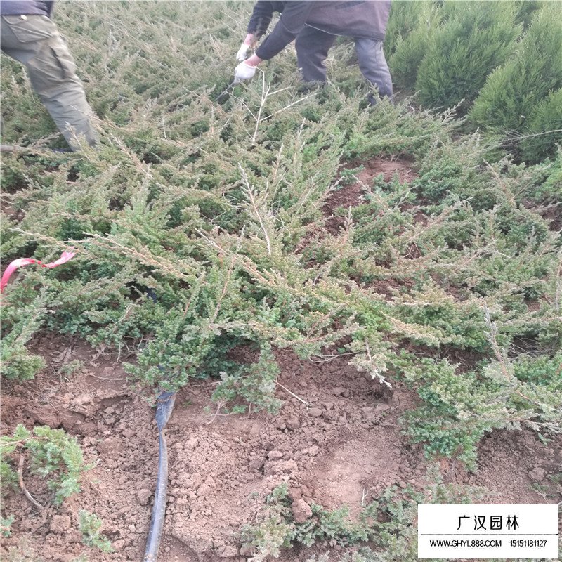 铺地柏沭阳基地