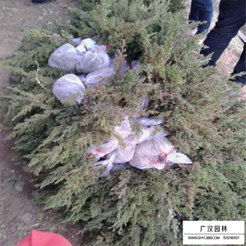 铺地柏沭阳基地