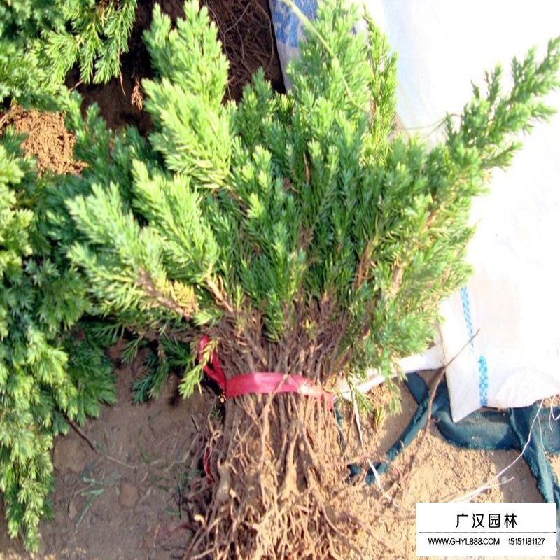 铺地柏沭阳基地